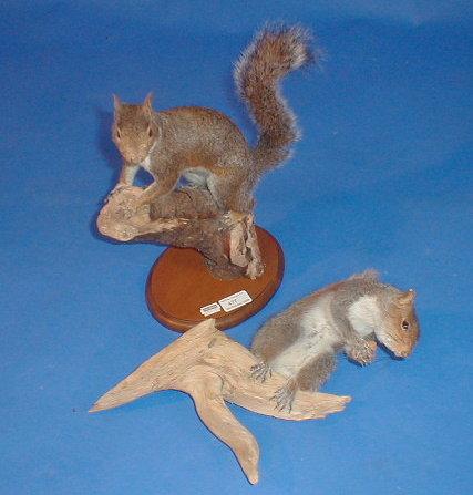 Appraisal: Two taxidermy grey squirrels