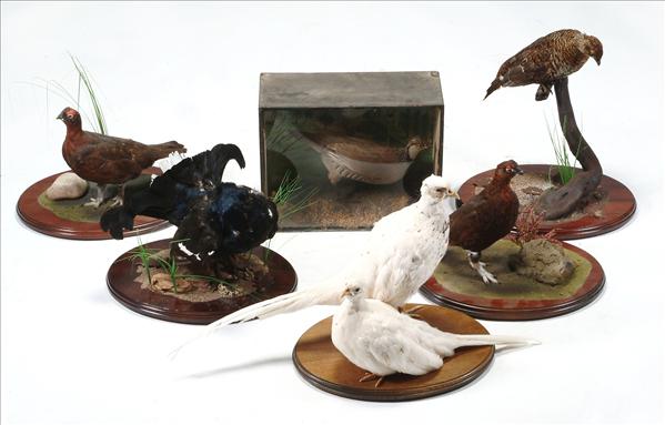 Appraisal: A black cock and other game birds see illustration on