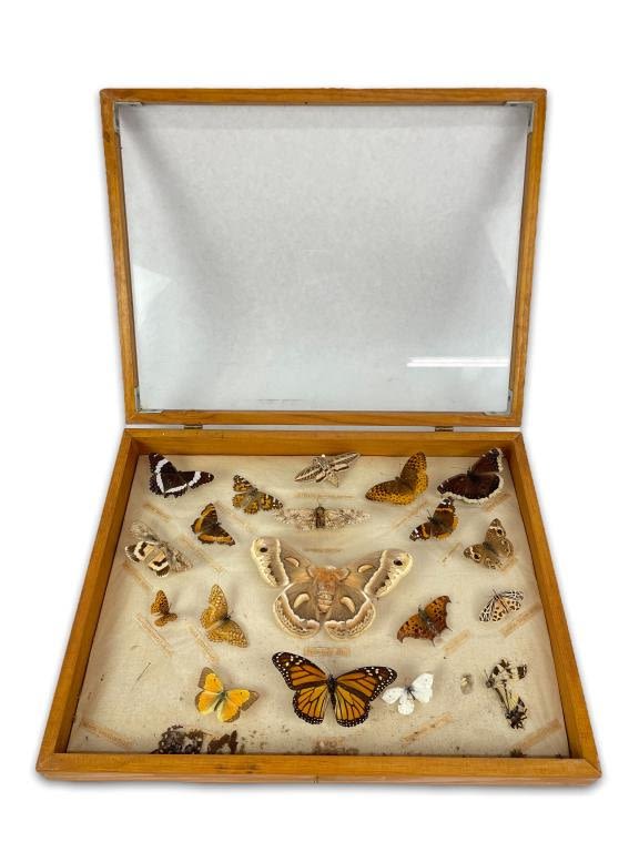 Appraisal: Vintage Butterfly Moth Specimen CollectionWooden display box measures x