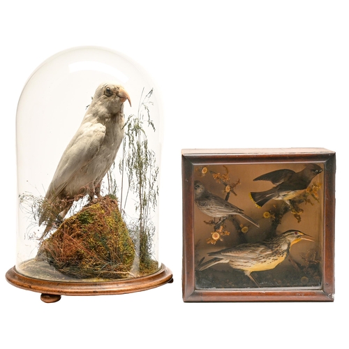 Appraisal: Victorian taxidermy Grey parrot and a tableau of three birds