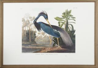 Appraisal: John James Audubon - Louisiana Heron No Plate Amsterdam edition