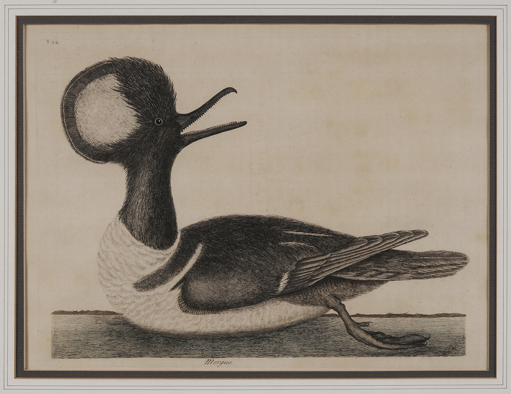 Appraisal: Mark Catesby British - Mergus Hooded Merganser from The Natural