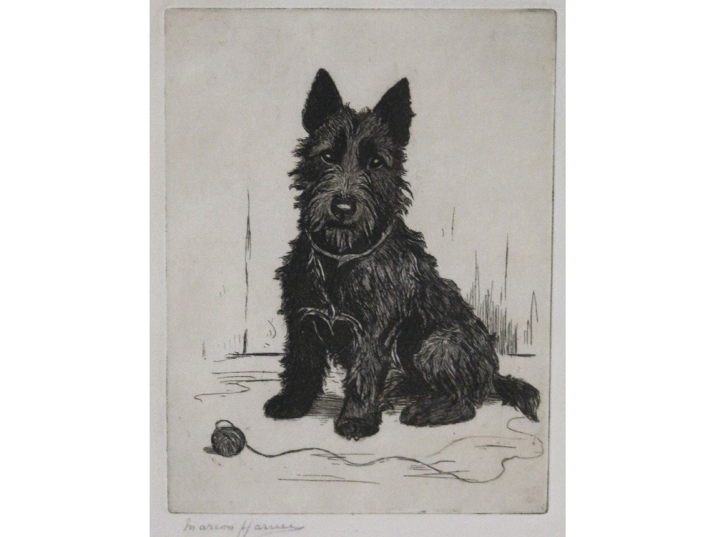 Appraisal: MARION HARVEY Etching 'Scots Terrier' signed in pencil x