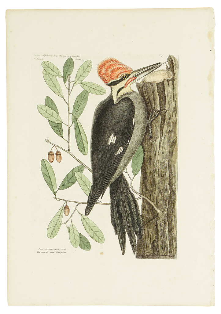 Appraisal: CATESBY MARK The large red crested Woodpecker Live Oak T