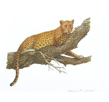 Appraisal: Olga Levchenko Russian b Leopard in a Tree Watercolor on