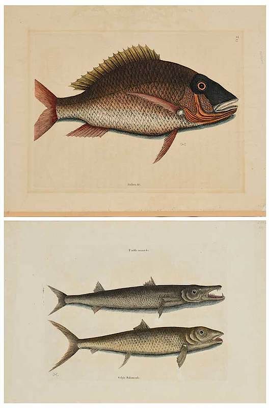 Appraisal: Mark Catesby British - Two fish plates T Umbla minor