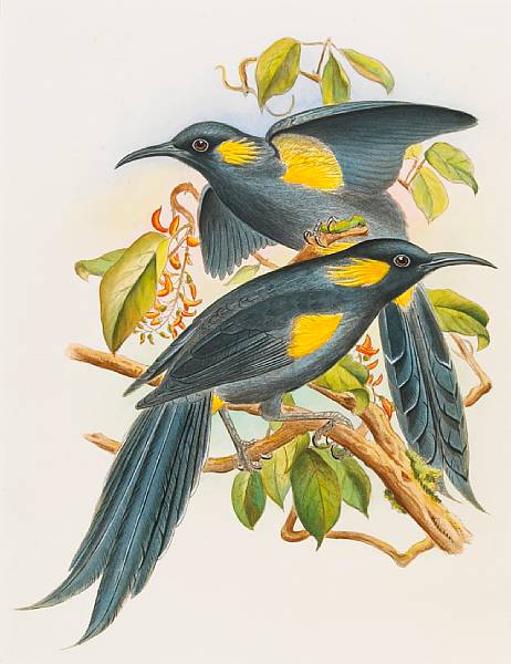 Appraisal: KEULEMANS JOHN GERRARD after Original watercolor drawing of the Bishop's