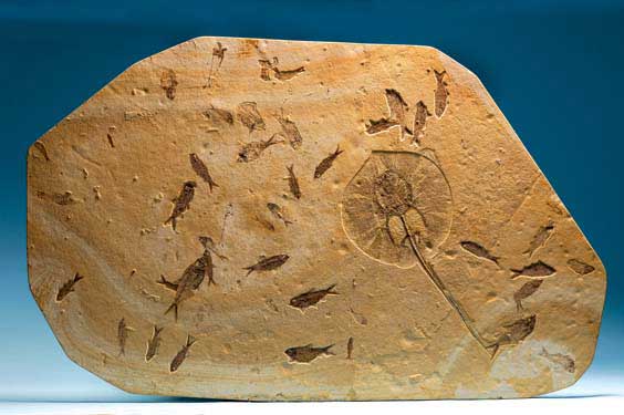 Appraisal: MARINE LIFE PANORAMA FROM AN ANCIENT LAKE FOSSIL STINGRAY WITH