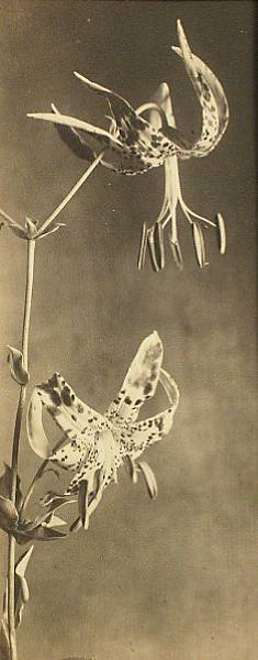 Appraisal: Unknown Artist Wild Tiger Lily n d Platinum print titled