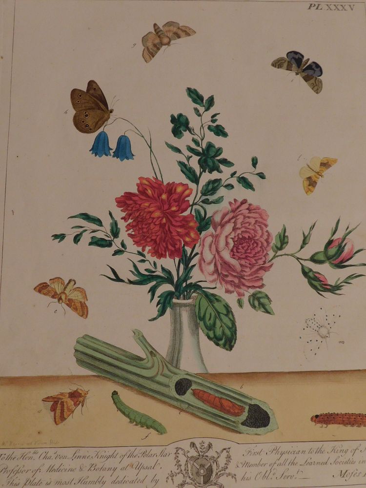 Appraisal: BOTANICAL PRINT BY MOSES HARRIS Fine th century colored engraving