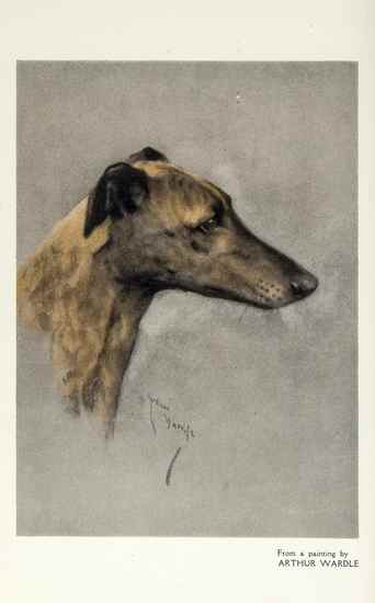 Appraisal: Dogs - Ash Edward C The Book of the Greyhound