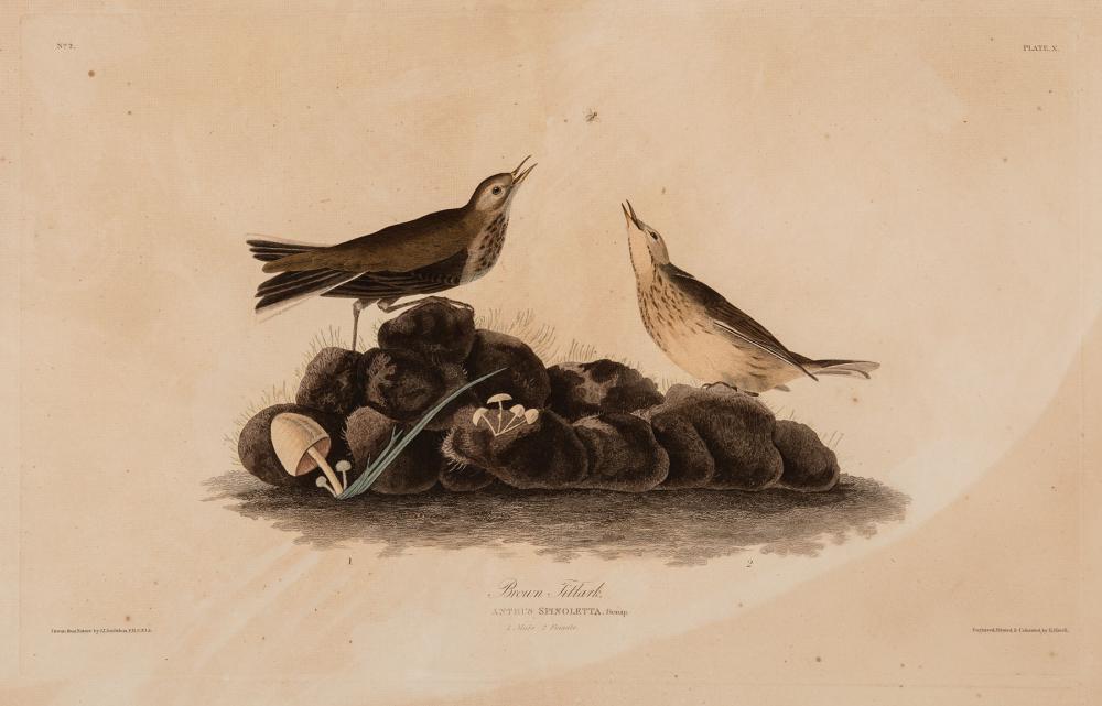 Appraisal: John James Audubon American - Brown Titlark Plate hand-colored engraving