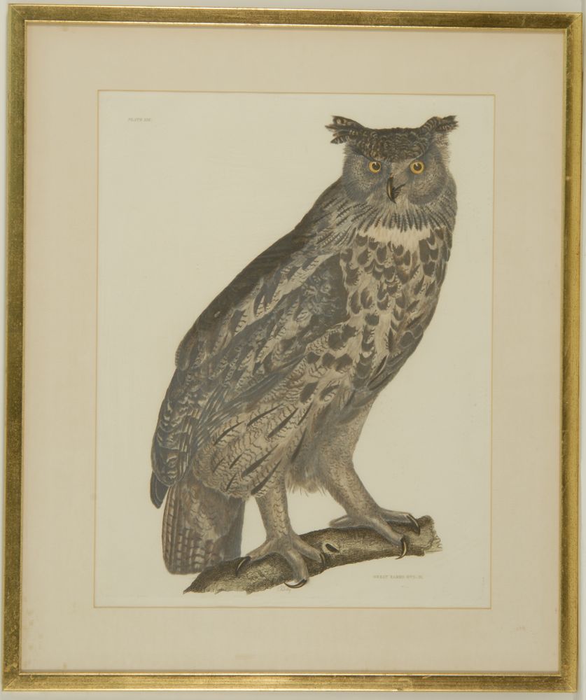 Appraisal: AFTER JOHN PRIDEAUX SELBYBritish - Great Eared Owl Marked Plate