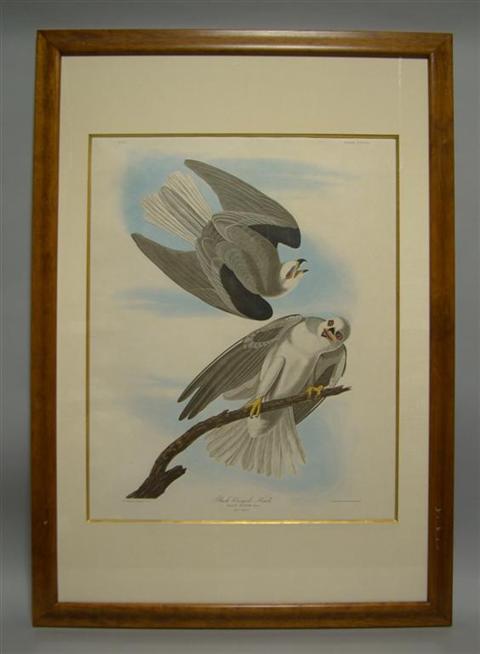 Appraisal: JAMES AUDUBON BLACK WINGED HAWK Color print x in sight