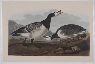 Appraisal: Audubon Amsterdam Edition lithographs Group of four colored lithographs -