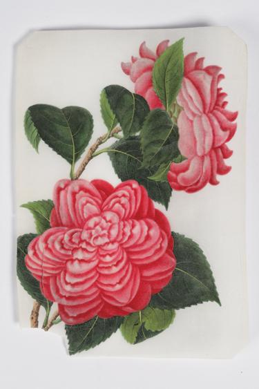 Appraisal: CHINESE SCHOOL circa Three studies of camellias gouache on pith