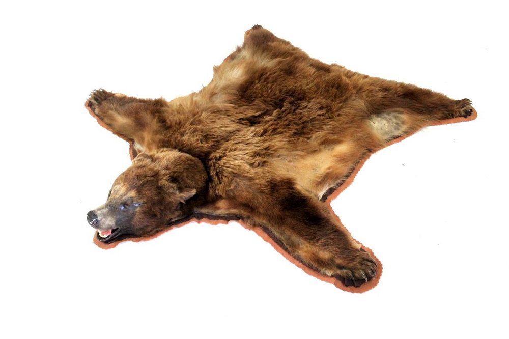 Appraisal: Trophy Montana Cinnamon Black Bear Felt Backed Rug For your