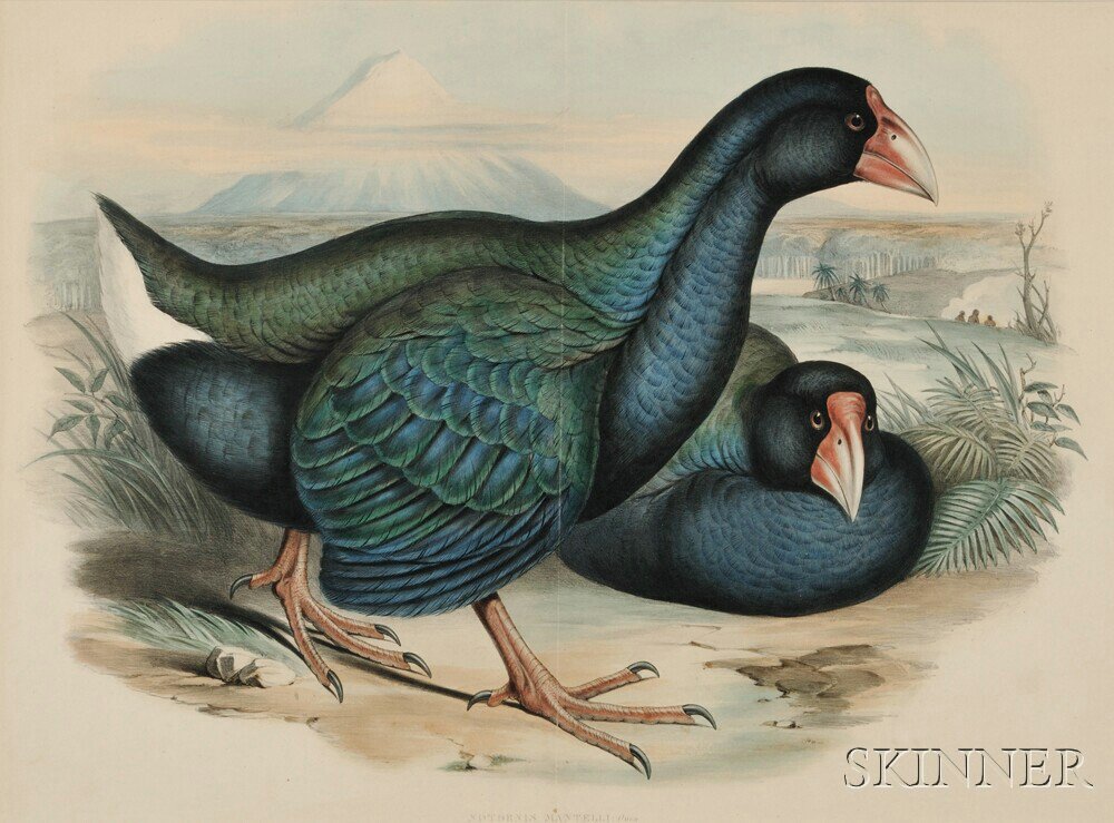 Appraisal: Gould John - Notornis Mantelli Takahe from Birds of Australia