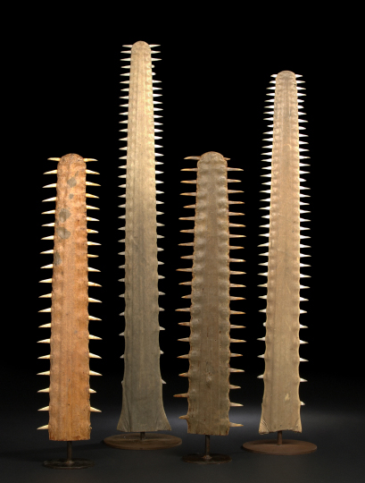 Appraisal: Large Polished Sawfish Rostrum presented on a custom disc-based wrought-iron