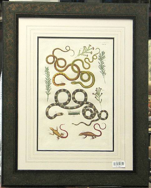 Appraisal: A set of three framed Dutch prints of snakes framed