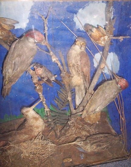 Appraisal: A taxidermy case containing various birds in a naturalistic setting