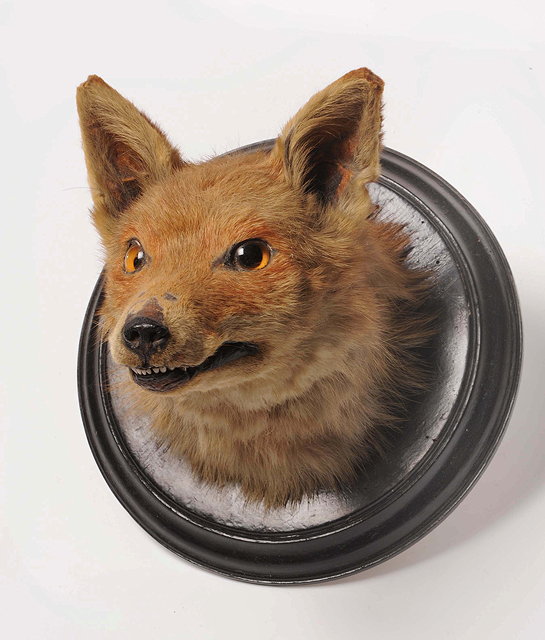 Appraisal: AN OLD PRESERVED FOX MASK mounted on a turned ebonised