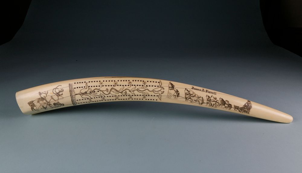 Appraisal: Fine Eskimo James A Farrell Scrimshawed Walrus Ivory Tusk Cribbage