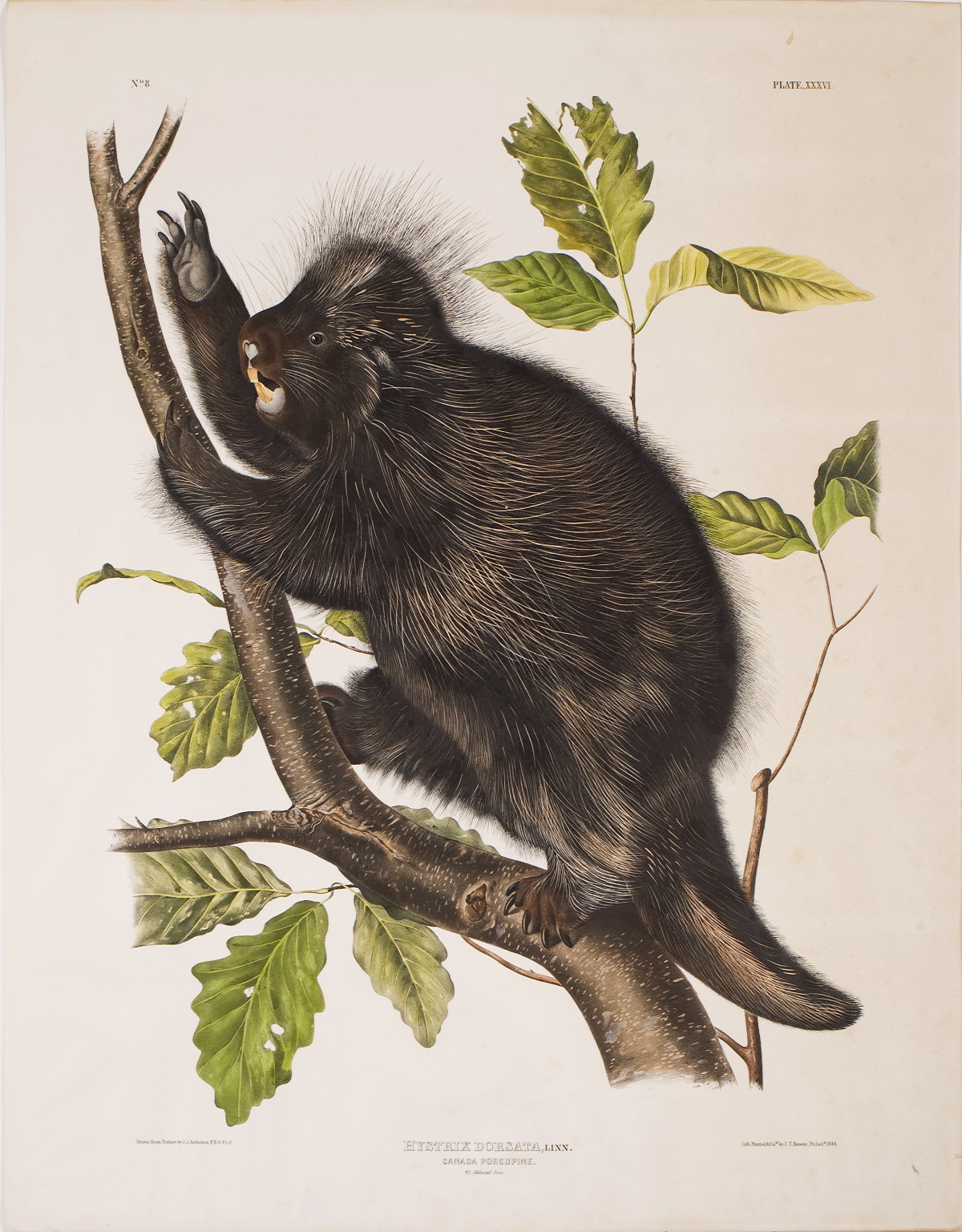 Appraisal: CANADA PORCUPINE NO PLATE XXXVI Drawn from nature by J