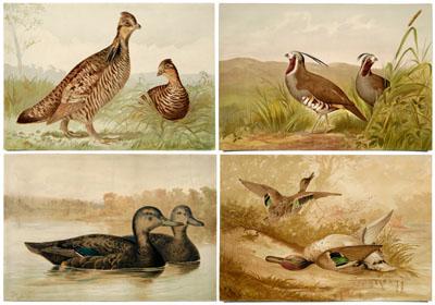 Appraisal: Four Alexander Pope chromolithographs from Upland Game Birds and Water