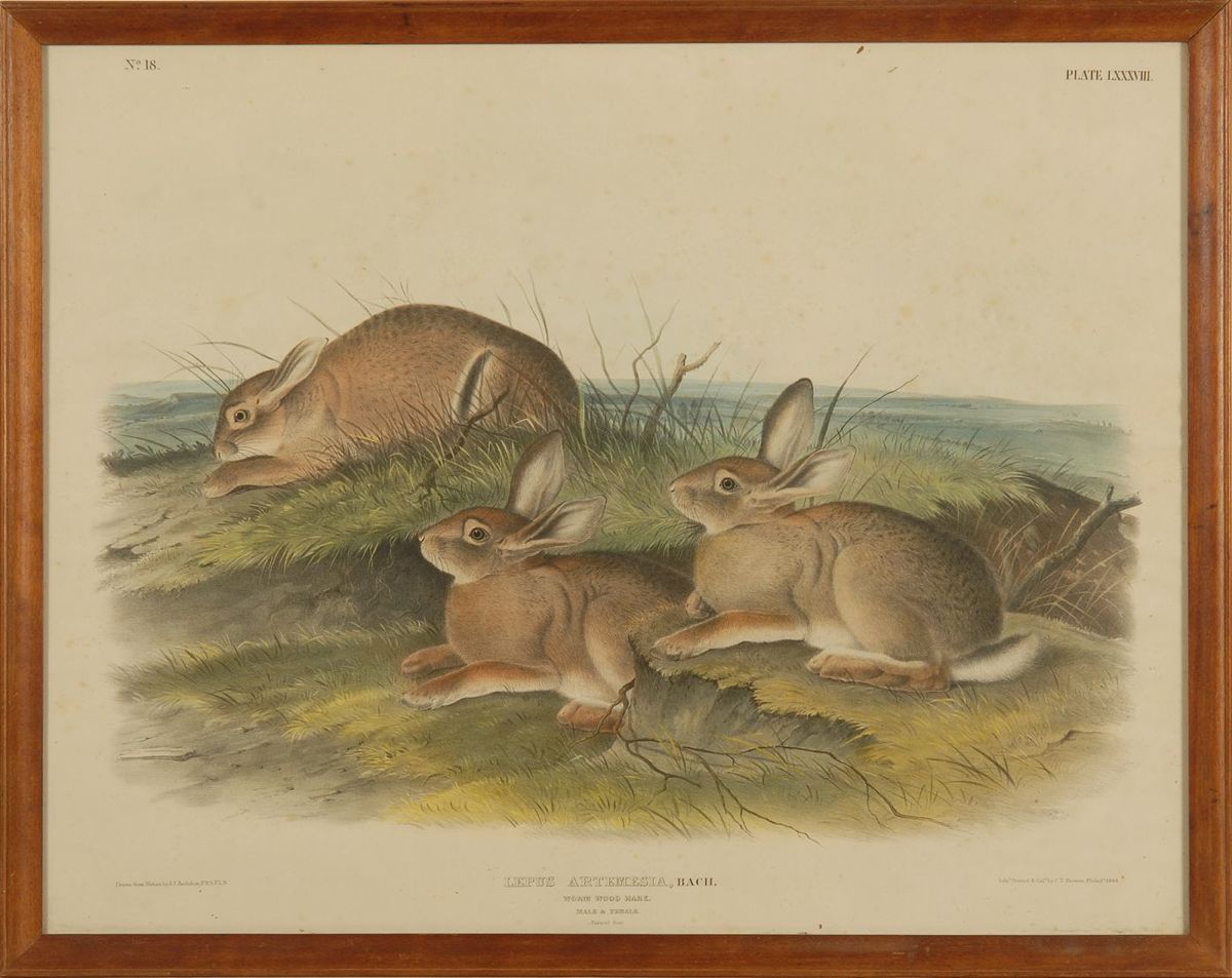 Appraisal: FRAMED J T BOWEN CHROMOLITHOGRAPH AFTER AUDUBON Lepus Artemesia Wood