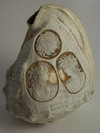 Appraisal: CAMEO CARVED CONCH SHELL - Early Great Helm with the