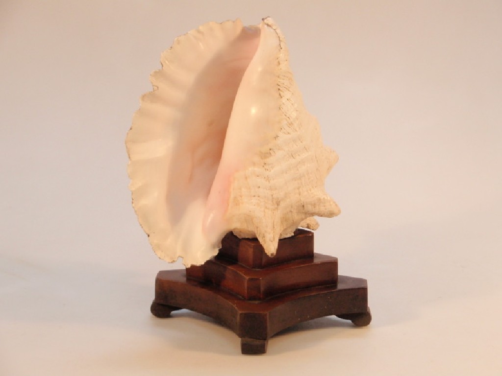 Appraisal: An early thC conch shell table light on a mahogany