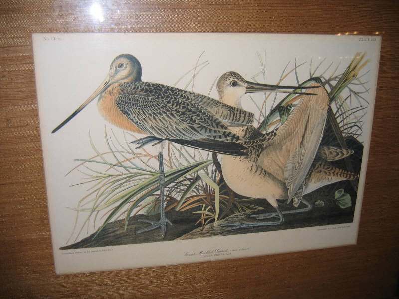 Appraisal: J BIEN AFTER AUDUBON Chromolithograph of plate no GREAT MARBLED