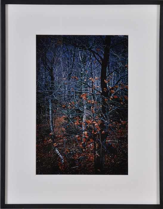 Appraisal: PAUL CAPONIGRO b REDDING WOOD CT Color photograph x in