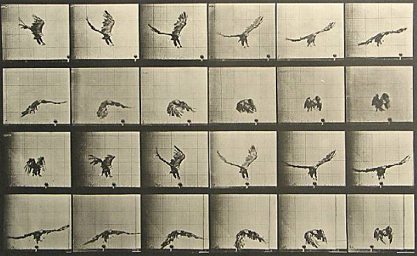 Appraisal: Eadweard Muybridge British - from Animal Locomotion Pl Collotype plate