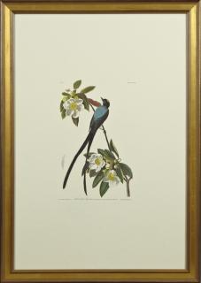 Appraisal: John James Audubon - Fork-Tailed Flycatcher No Plate Amsterdam edition