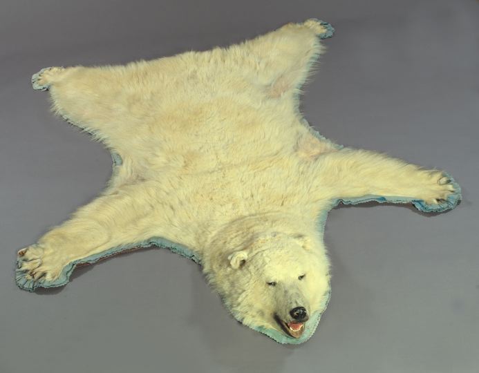 Appraisal: Polar Bear Rug x