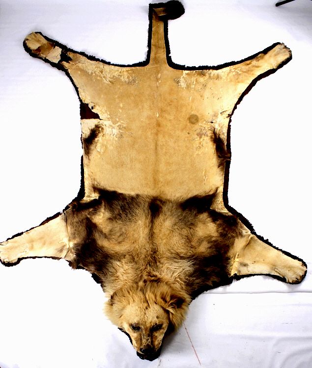 Appraisal: African Lion Taxidermy Trophy Rug For your consideration is this