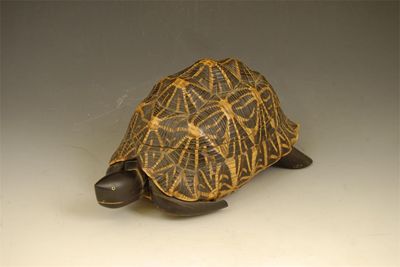 Appraisal: An Anglo-Indian tortoise tea caddy modelled using the whole shell