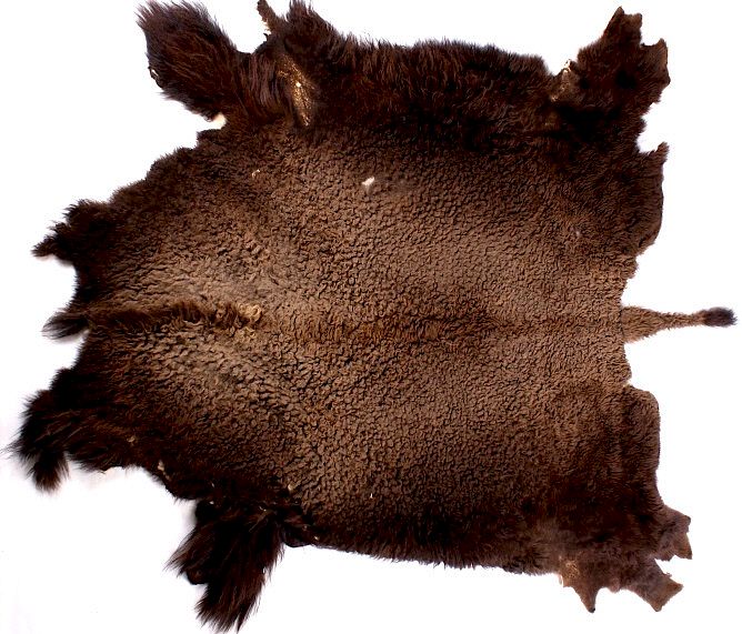 Appraisal: Montana Wild American Bison Fur Hide Rug This is a