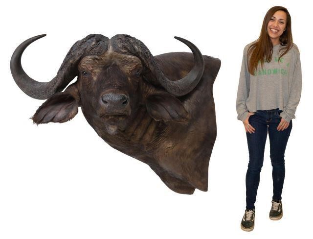 Appraisal: Large taxidermy shoulder wall mount Tanzanian Cape Buffalo approx h