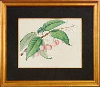 Appraisal: Cerise Coe's Transparent late th c colored cherry print presented