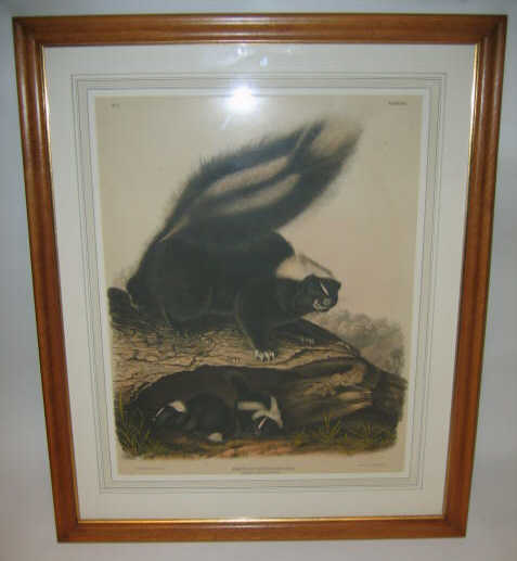 Appraisal: AFTER JOHN JAMES AUDUBON AMERICAN - MEPHITIS AMERICANA DESM COMMON