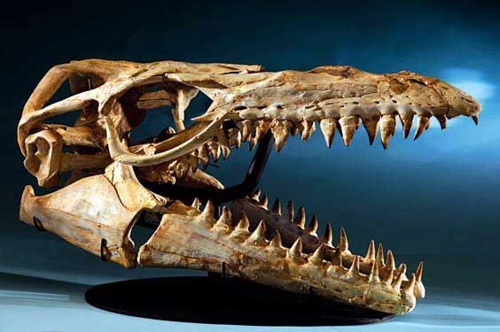 Appraisal: MOSASAUR SKULL Mosasaurinae Globidensini prognatodon sp Cretaceous Sidi Daoui Khouribga