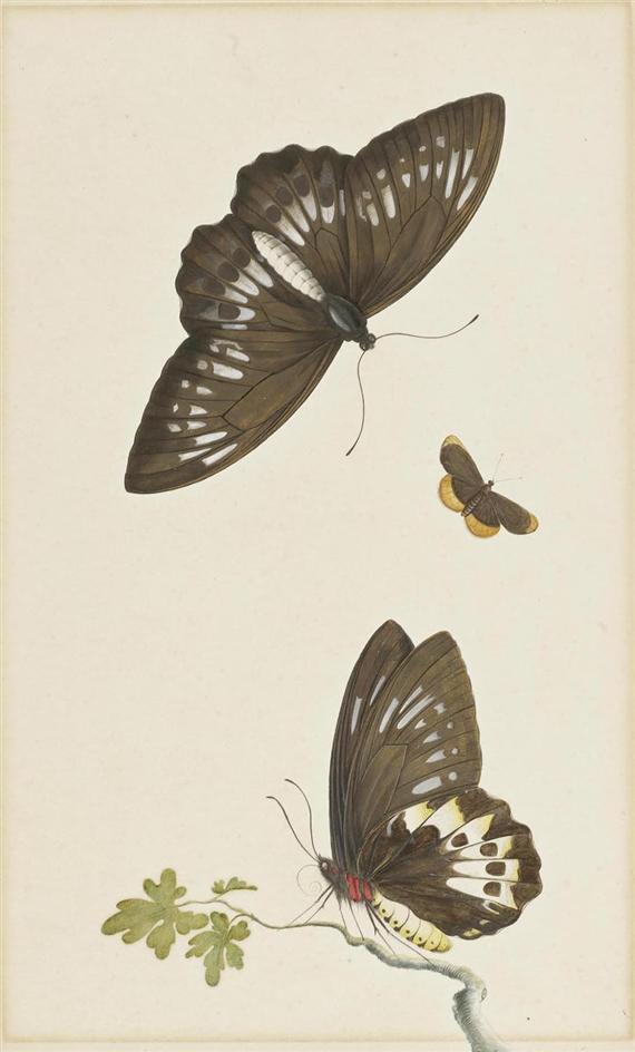 Appraisal: Attributed to HENSTENBURGH HERMAN Hoorn Three butterflies Watercolour and gouache