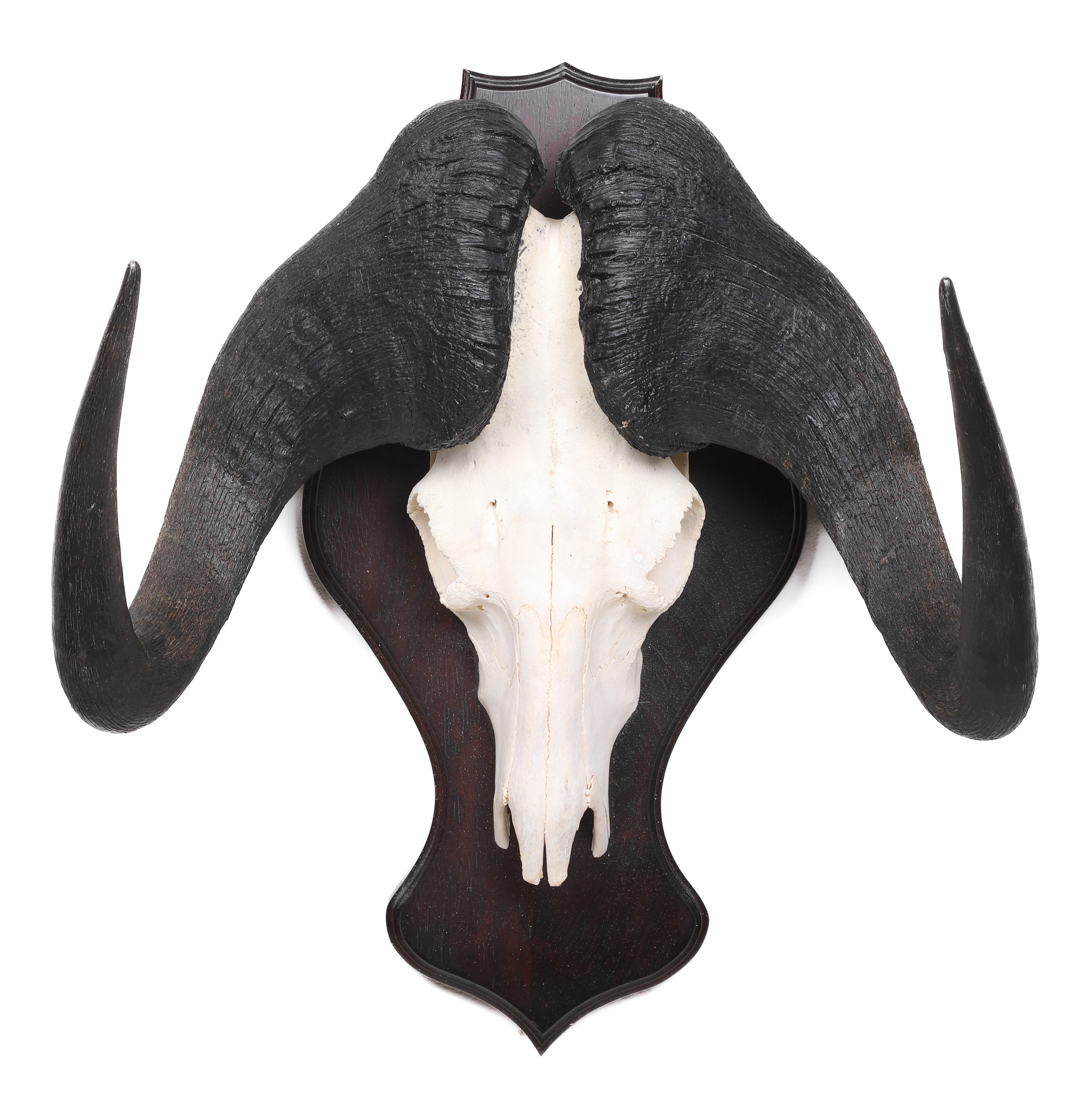 Appraisal: Black Wildebeest Euroshield mount mahogany shaped board height with base