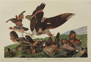 Appraisal: John James Audubon - Virginian Partridge No Plate Amsterdam edition