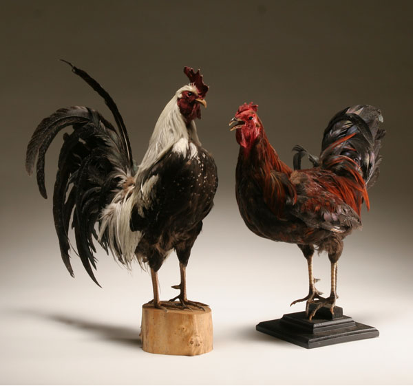 Appraisal: Two vintage taxidermied roosters finely feathered fowl on wooden bases