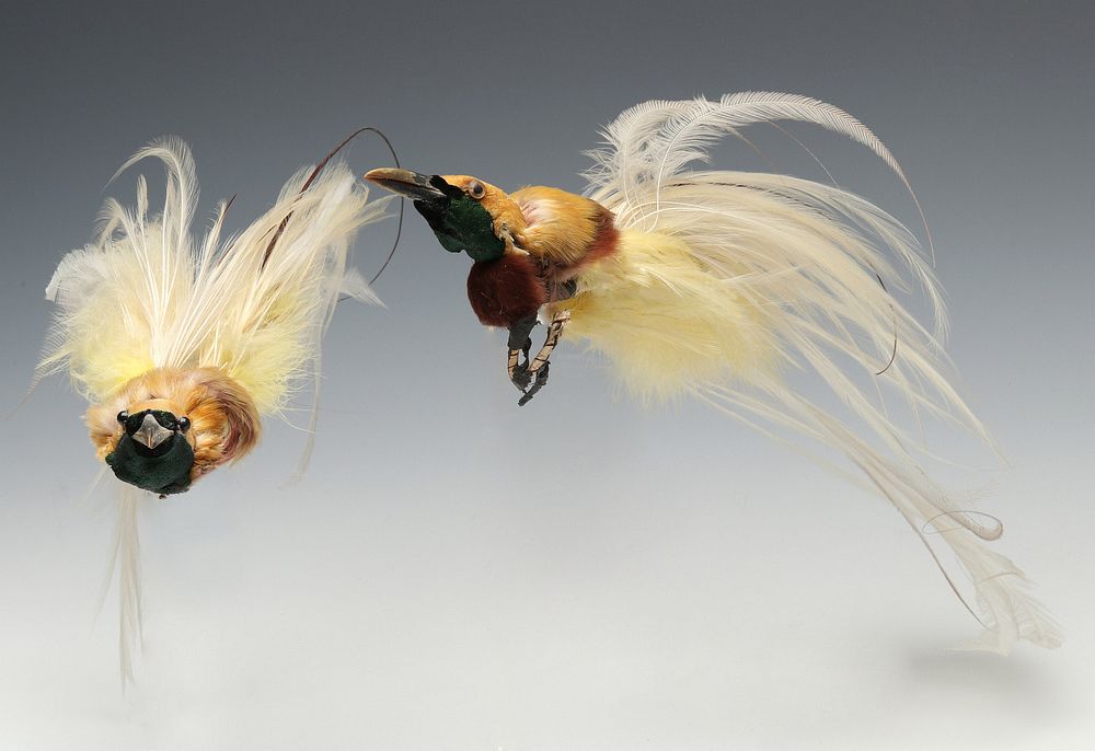 Appraisal: TH CENTURY VICTORIAN MILLINERS BIRD OF PARADISE PELTS Two with