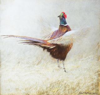 Appraisal: Robert Bateman - Ring-Necked Pheasant Crowing acrylic on board x